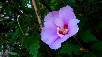 花語世界 花卉的文化意蘊(yùn)與生活美學(xué)